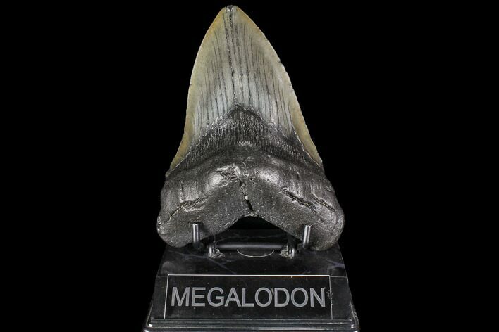 Fossil Megalodon Tooth - Georgia #109366